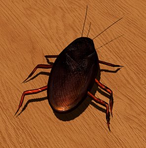 3D model roach cockroach