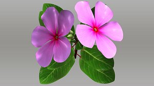 Catharanthus