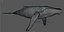 3D Humpback Whale Rigged