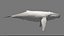 3D Humpback Whale Rigged
