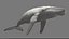 3D Humpback Whale Rigged