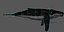 3D Humpback Whale Rigged