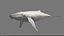 3D Humpback Whale Rigged
