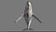 3D Humpback Whale Rigged