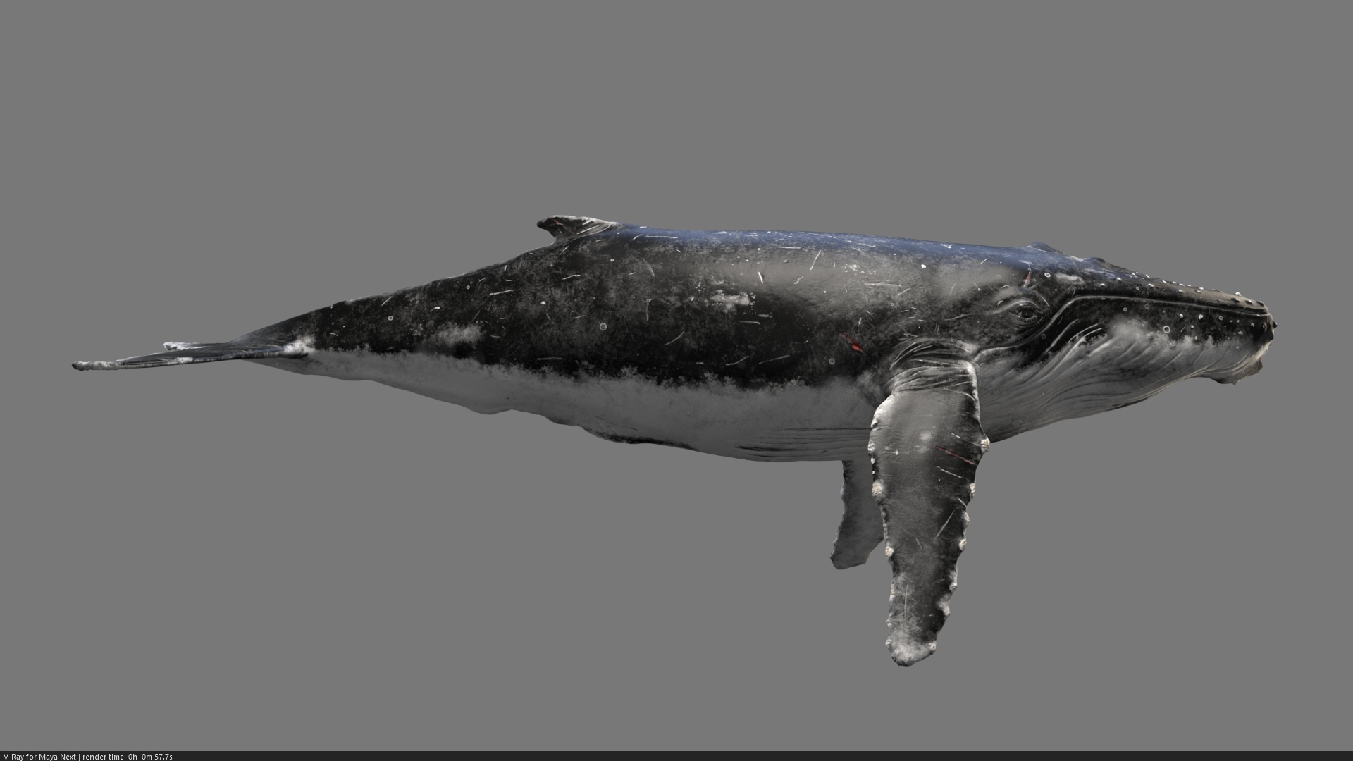 3D Humpback Whale Rigged - TurboSquid 1840009