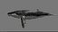 3D Humpback Whale Rigged
