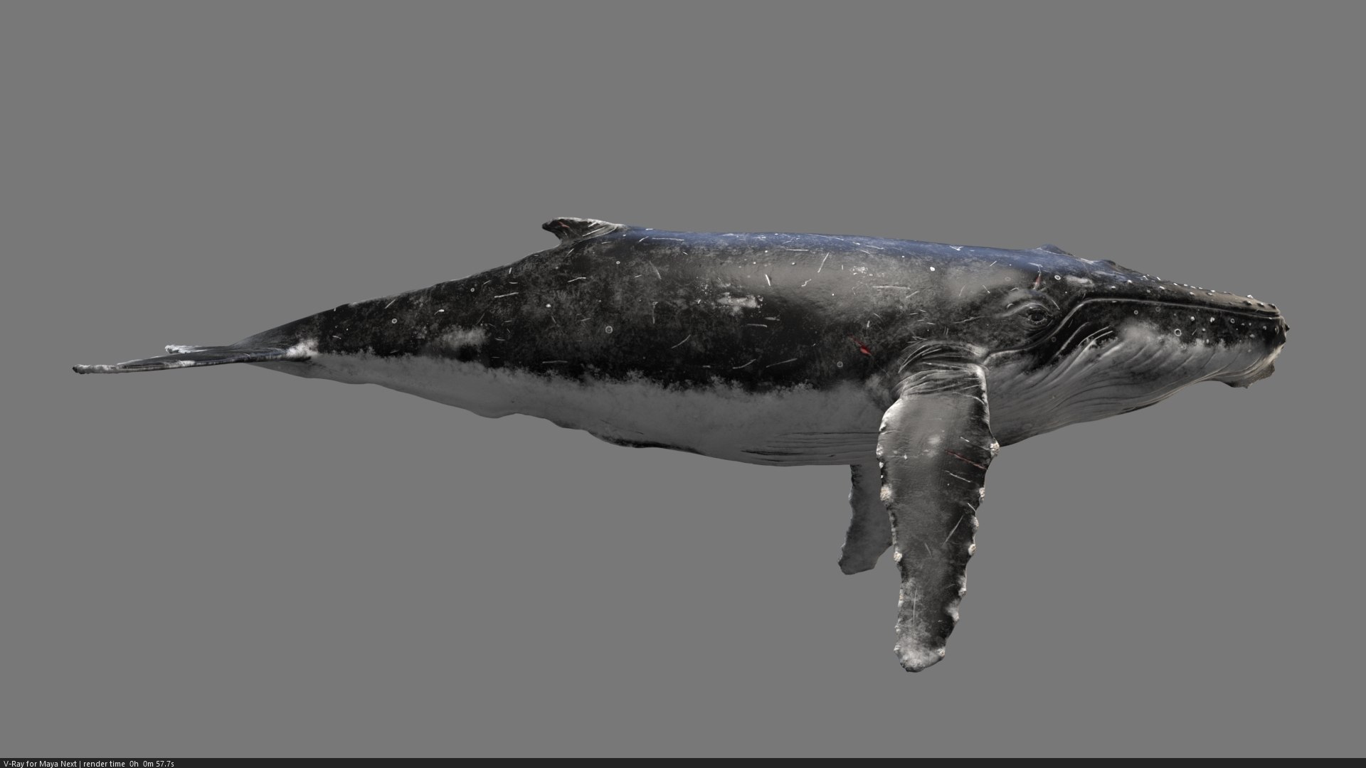 3D Humpback Whale Rigged https://p.turbosquid.com/ts-thumb/jT/r180aq/y8/humpbackwhale_001/jpg/1642153523/1920x1080/fit_q87/7021fd4d16d0f8333b8ab689d74610d62a0c8dd4/humpbackwhale_001.jpg