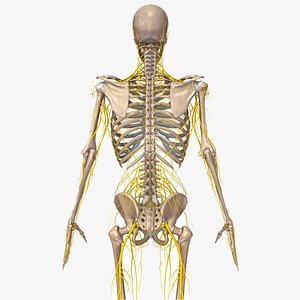 body brain nerves 3D model