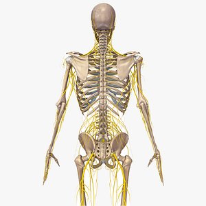 Natural body with Nervous system