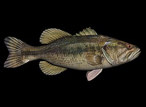 3d largemouth bass model