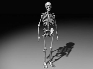 Human Skeleton UV-unwrapped