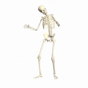 Agreeing Skeleton Regged 3D Animation model