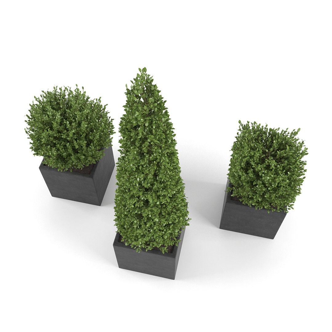 boxwood - set 2 3d max https://p.turbosquid.com/ts-thumb/jU/Nhh0fE/6SWx65px/pic_02/jpg/1483884418/1920x1080/fit_q87/99d9130024e63f7f43290eb835c2fc72ba7a9aaf/pic_02.jpg