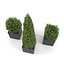 Boxwood - Set 2
