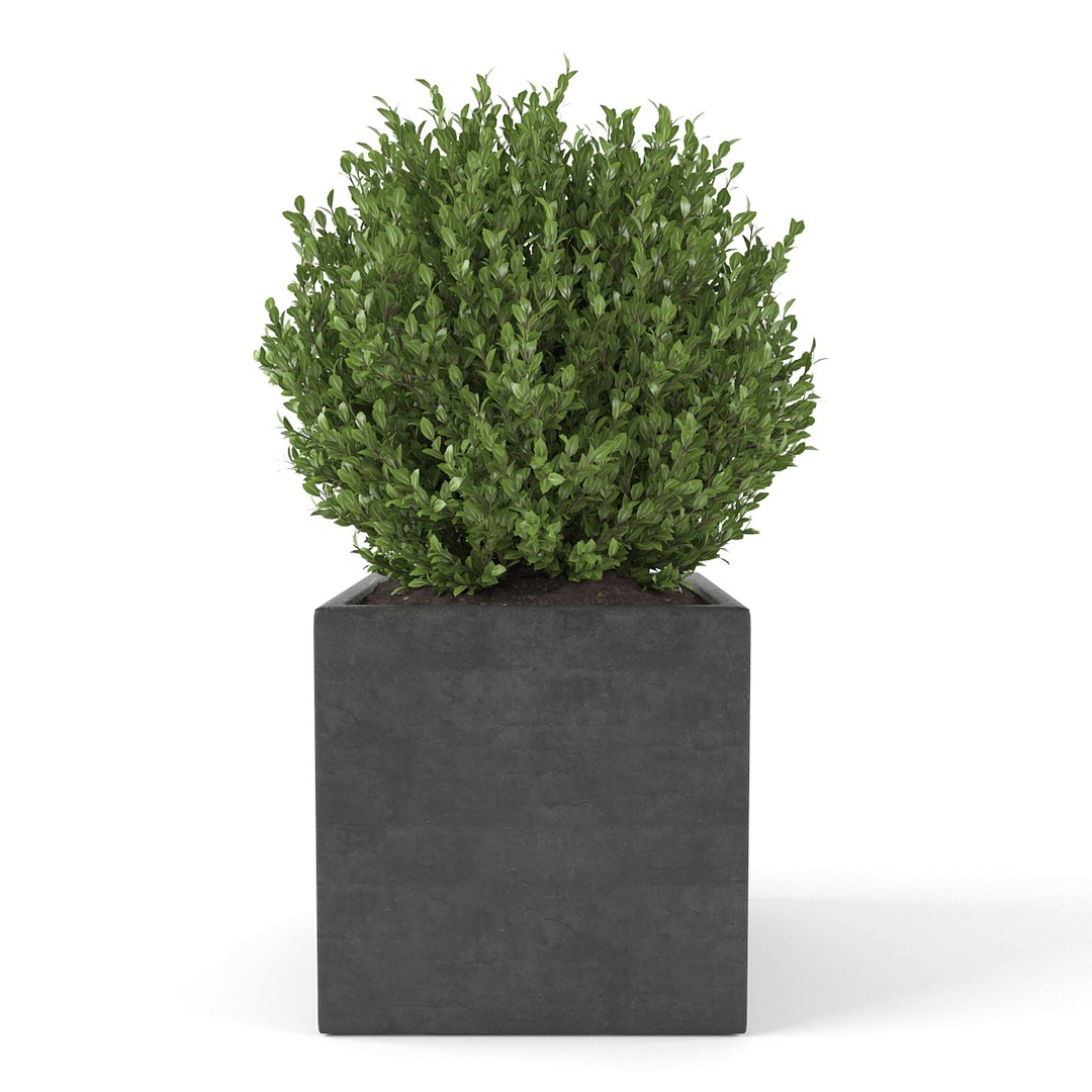boxwood - set 2 3d max https://p.turbosquid.com/ts-thumb/jU/Nhh0fE/a94pskWy/pic_05/jpg/1483884418/1920x1080/fit_q87/0eb19212468421a2f0db379bc4419cb5f6bce870/pic_05.jpg