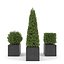 Boxwood - Set 2