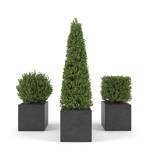 Boxwood - Set 2