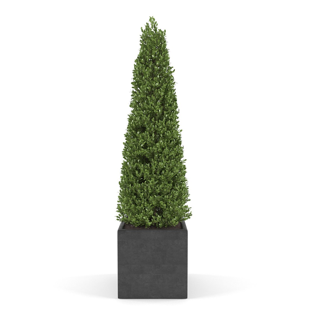 boxwood - set 2 3d max https://p.turbosquid.com/ts-thumb/jU/Nhh0fE/vF0sgLJK/pic_04/jpg/1483884418/1920x1080/fit_q87/ee9b3f85f237222ea999245d122d08d507d4863c/pic_04.jpg