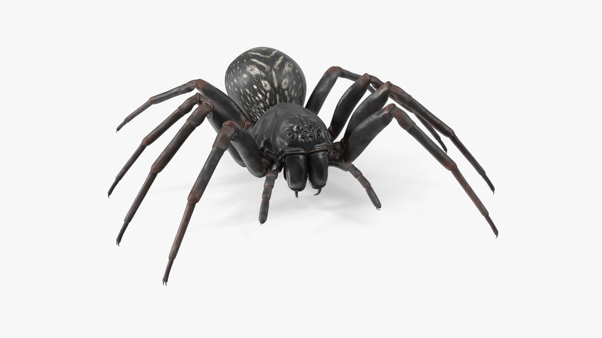Black Wolf Spider Rigged for Maya 3D model preview