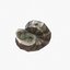 Coquillage