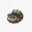 Coquillage