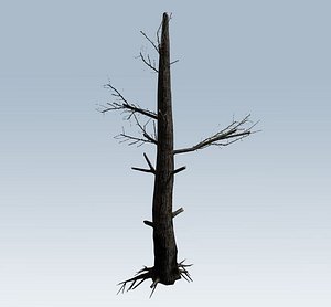 Burnt tree