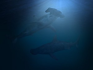 3d model shark sealife