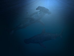 Hammer Head Shark