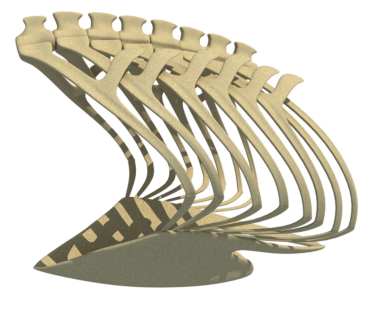 Bird Rib Cage 3D - TurboSquid 1178007