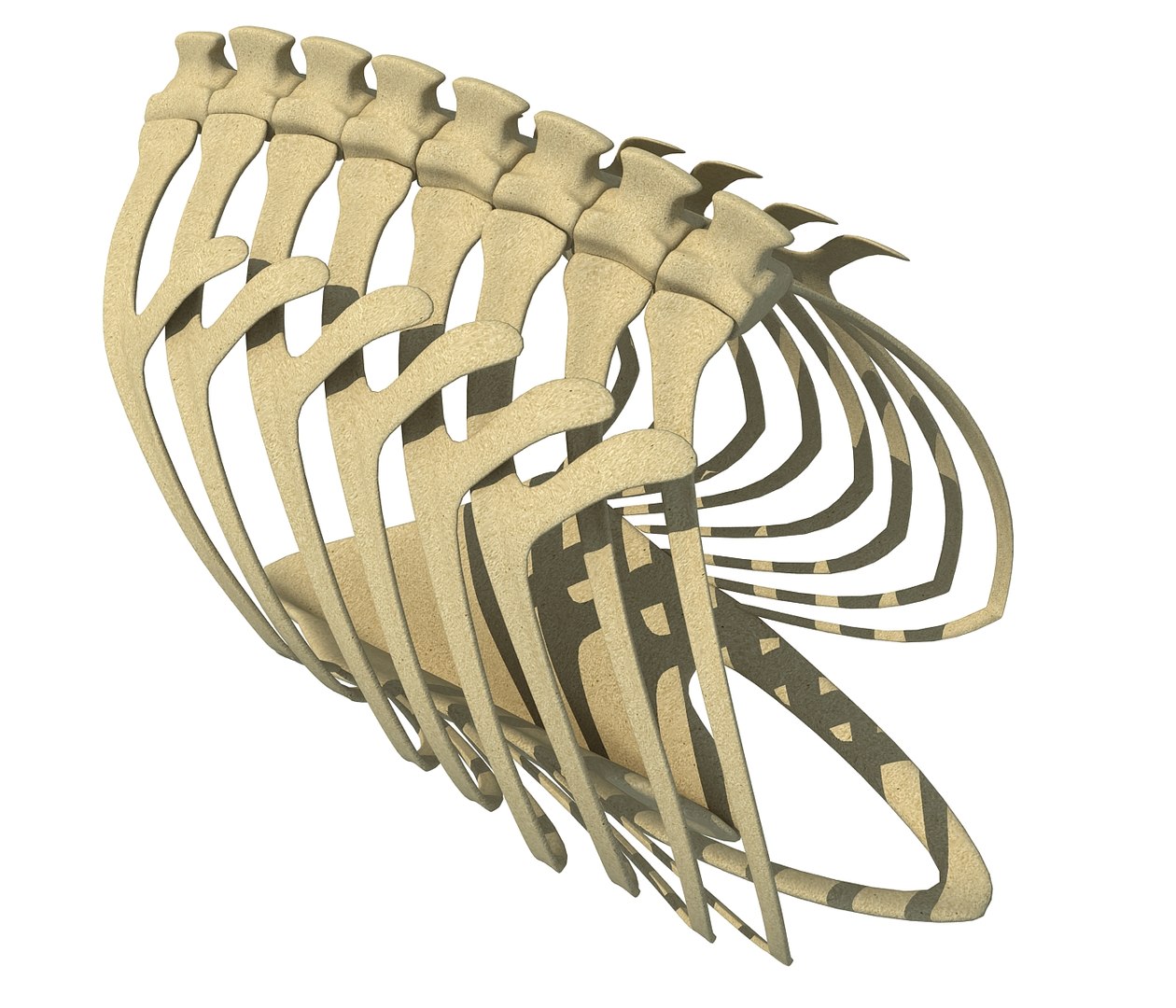 Bird Rib Cage 3D - TurboSquid 1178007