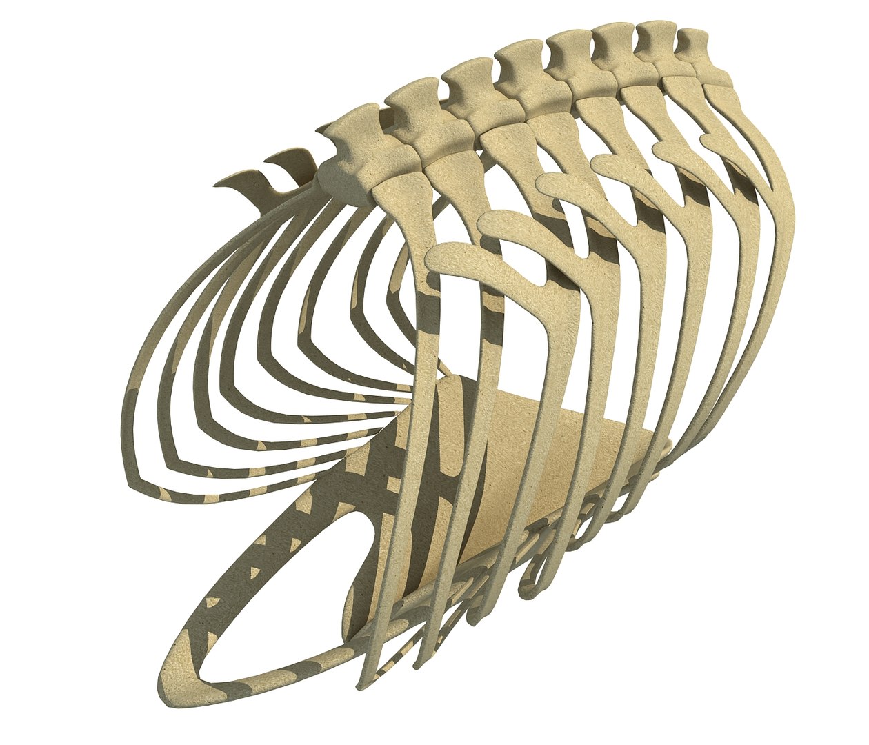 Bird Rib Cage 3D - TurboSquid 1178007