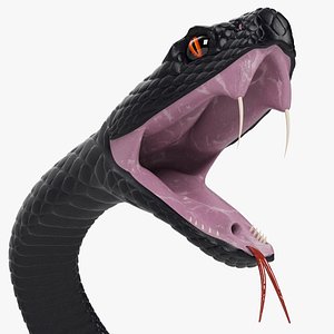 Viper Snake