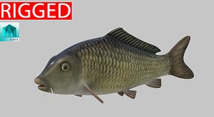 3D model fish animal