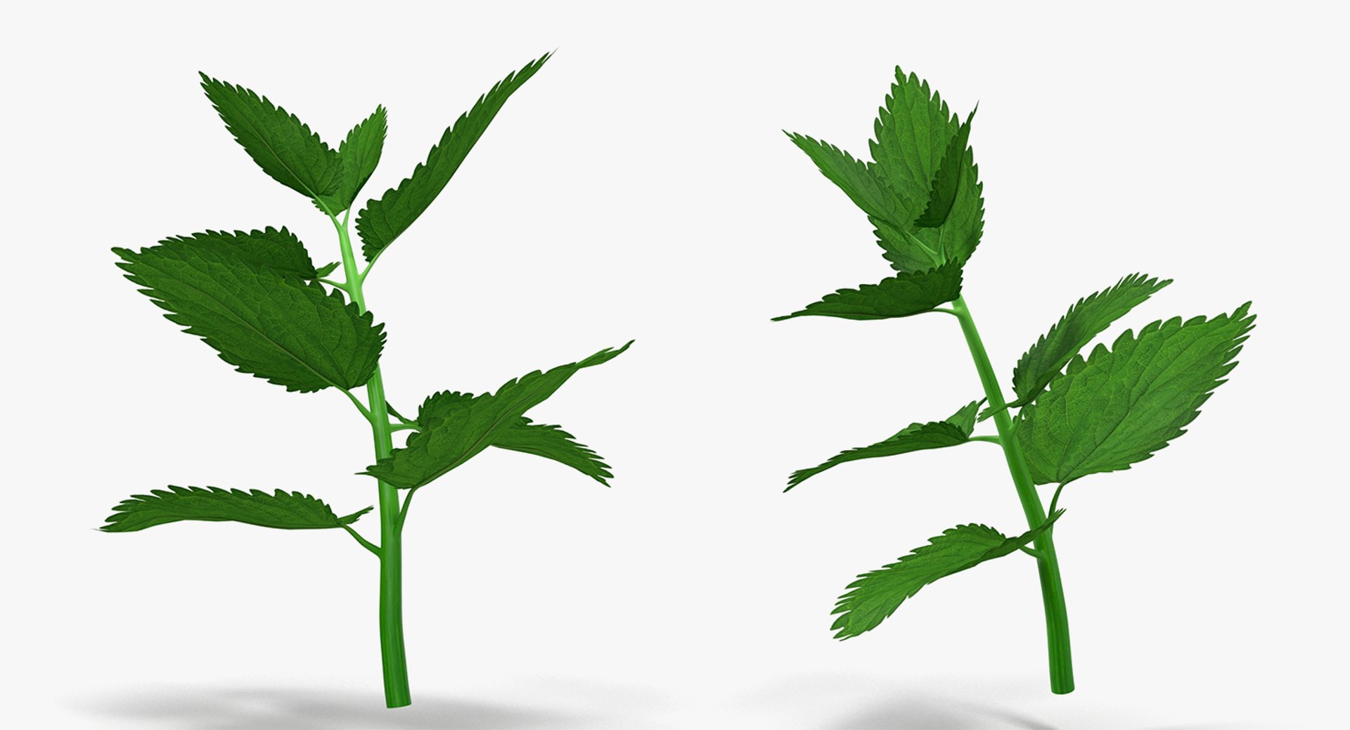 Branches Collection 3 model https://p.turbosquid.com/ts-thumb/jV/2Ckwz5/5f/branchescollection33dmodel053/jpg/1666601625/1920x1080/fit_q87/eb73cd11bd501d6694116d6f8ee3fa14adc2df16/branchescollection33dmodel053.jpg