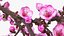 Branches Collection 3