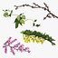 Branches Collection 3