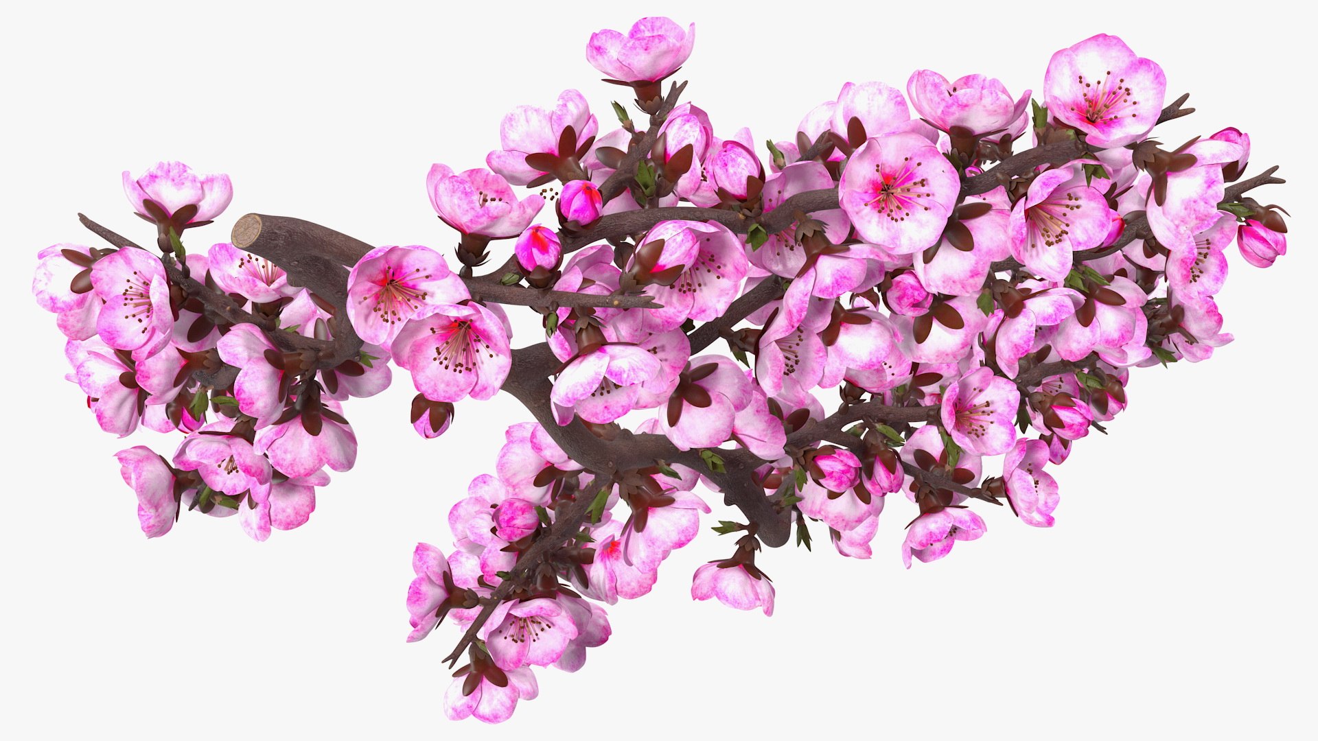 Branches Collection 3 model https://p.turbosquid.com/ts-thumb/jV/2Ckwz5/bf/branchescollection33dmodel045/jpg/1666601596/1920x1080/fit_q87/f76bba596f775a13993831eeefc2eaeef16deec3/branchescollection33dmodel045.jpg