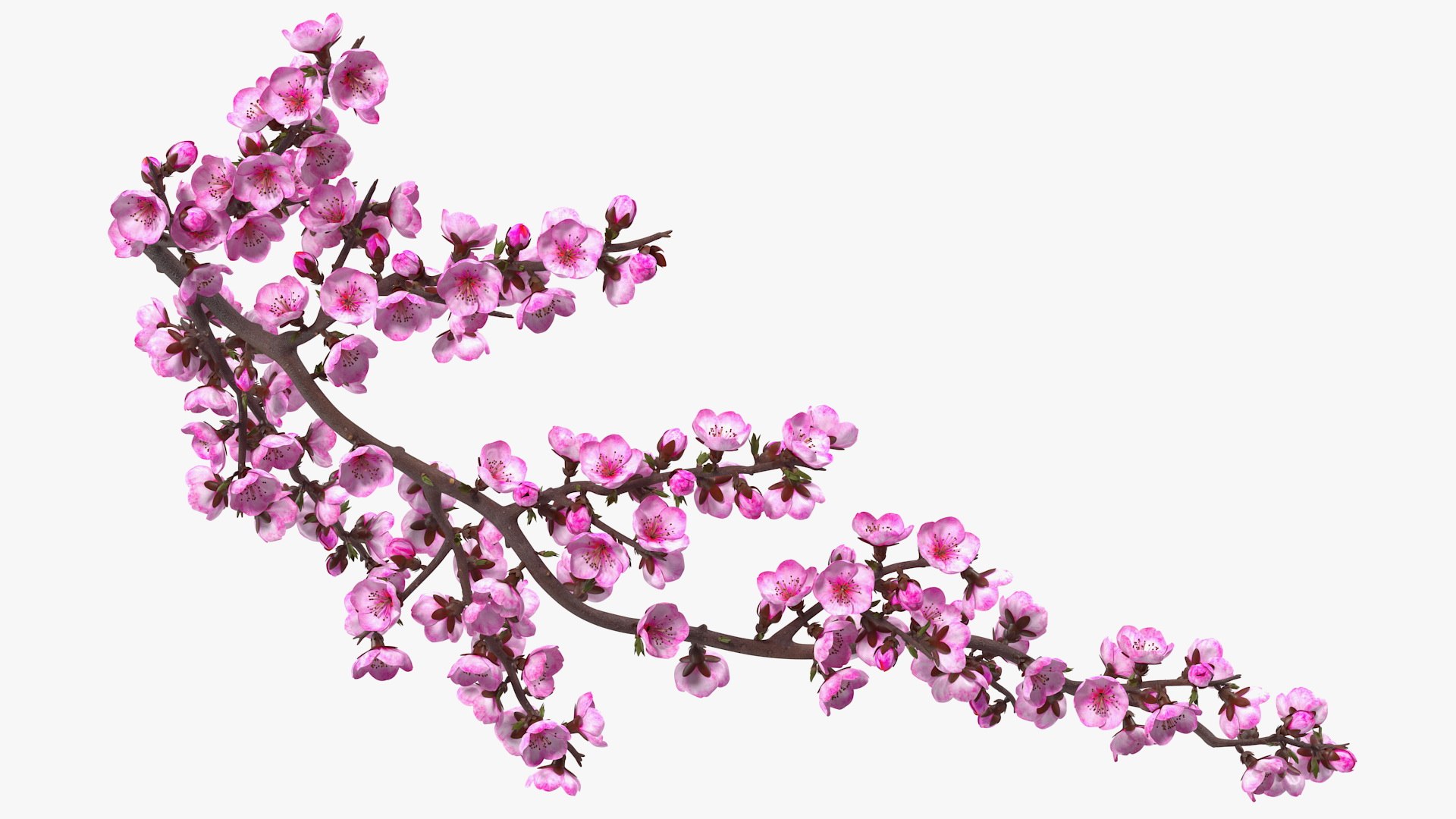 Branches Collection 3 model https://p.turbosquid.com/ts-thumb/jV/2Ckwz5/bp/branchescollection33dmodel044/jpg/1666601592/1920x1080/fit_q87/a26b446cfee9dd200424a1a935bba8c55adc5efd/branchescollection33dmodel044.jpg