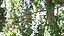 Branches Collection 3