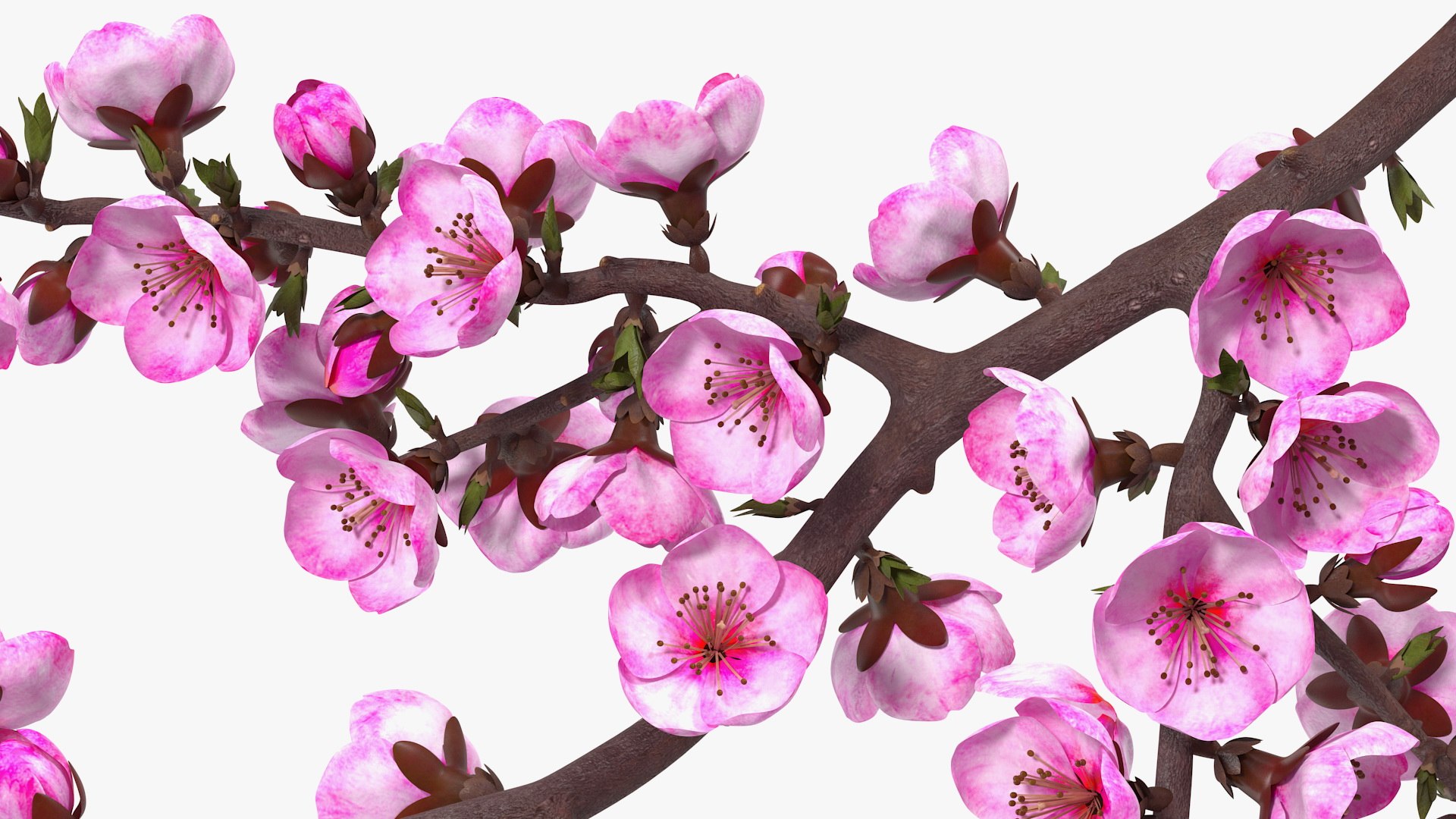 Branches Collection 3 model https://p.turbosquid.com/ts-thumb/jV/2Ckwz5/gd/branchescollection33dmodel048/jpg/1666601608/1920x1080/fit_q87/967e4525debbb2baa953a5c0122bc0f0c80752f6/branchescollection33dmodel048.jpg