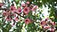 Branches Collection 3