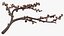 Branches Collection 3