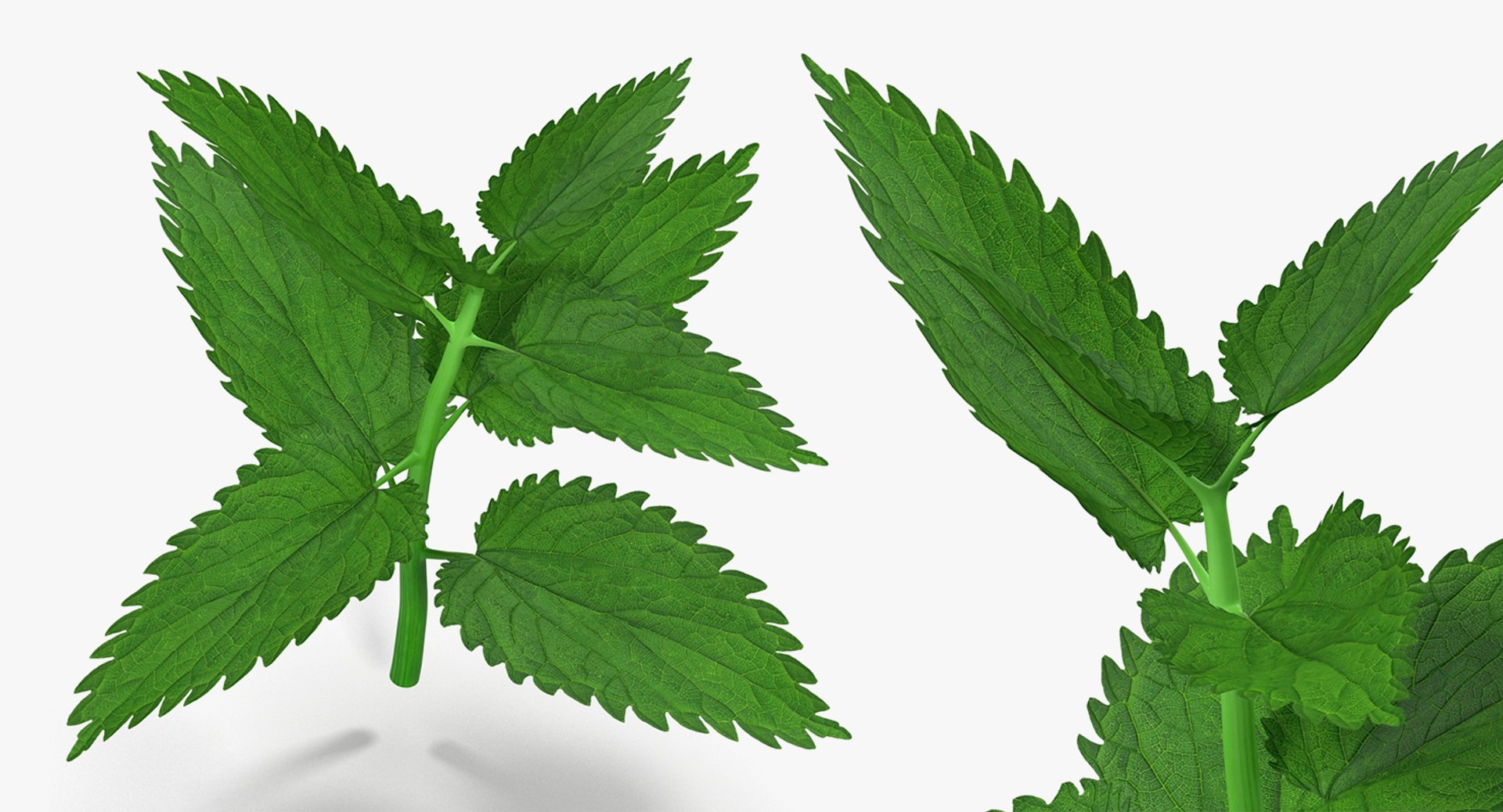 Branches Collection 3 model https://p.turbosquid.com/ts-thumb/jV/2Ckwz5/rh/branchescollection33dmodel054/jpg/1666601629/1920x1080/fit_q87/79980a46556136f0fdda1bdd418a4c3400e3f81f/branchescollection33dmodel054.jpg