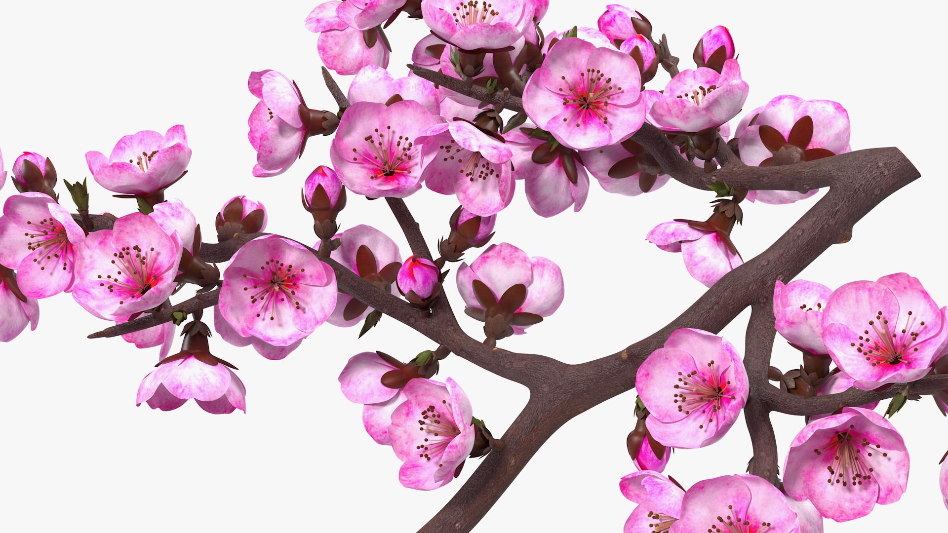 Branches Collection 3 model https://p.turbosquid.com/ts-thumb/jV/2Ckwz5/x9/branchescollection33dmodel047/jpg/1666601604/1920x1080/fit_q87/0d91e2f65d740e525601f65d6f0e028ff130b0ca/branchescollection33dmodel047.jpg