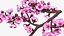 Branches Collection 3