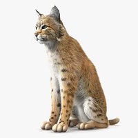 Lynx Rufus Sitting Fur