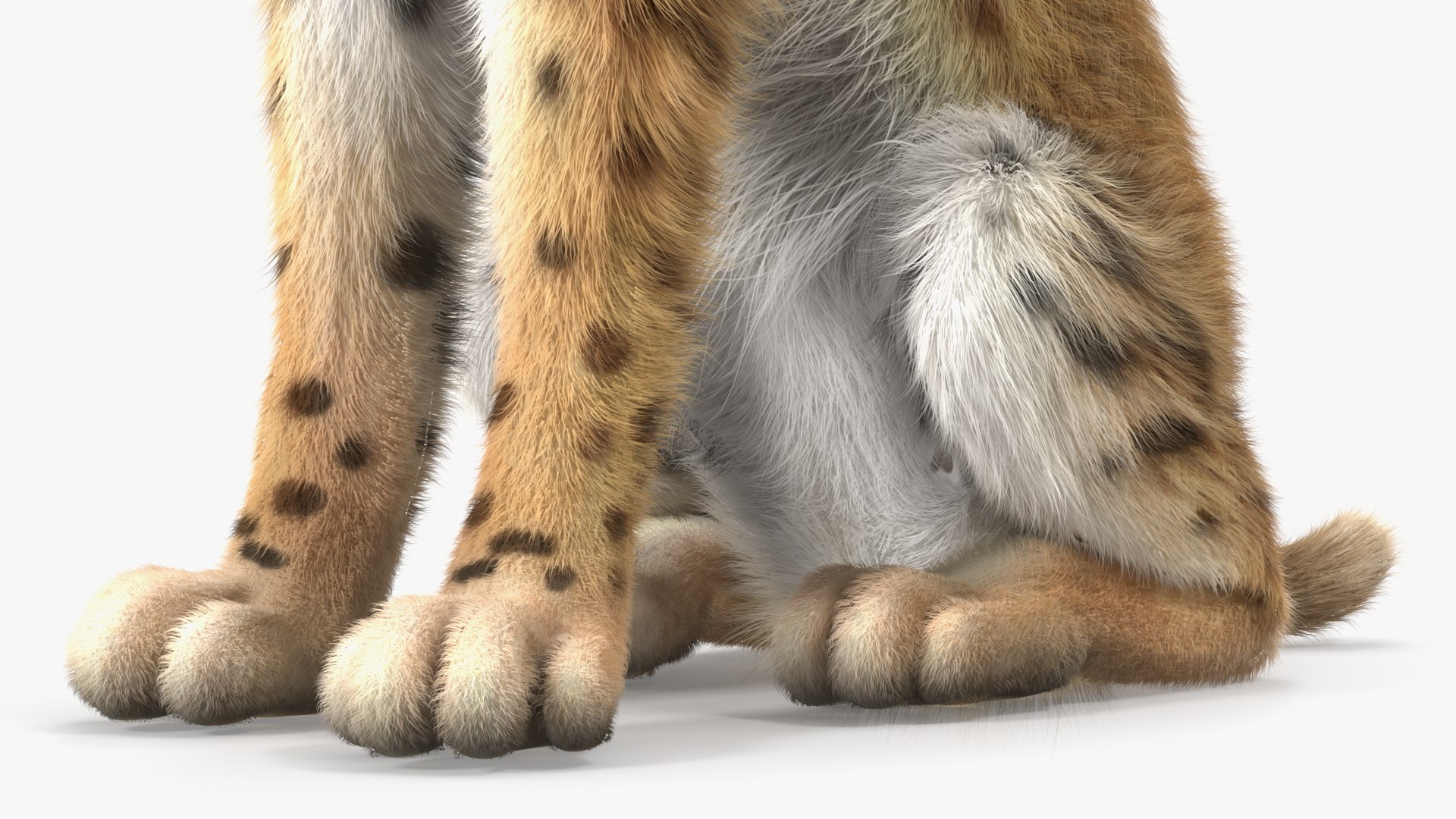 Lynx Rufus Sitting Fur 3D - TurboSquid 2025517