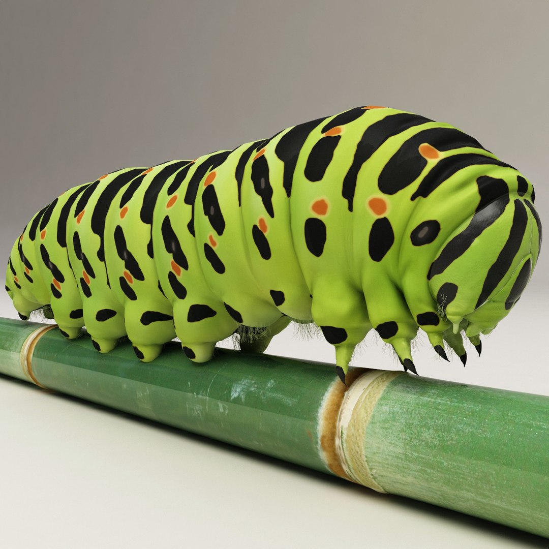 max insects set earthworm https://p.turbosquid.com/ts-thumb/jV/Rp1yHD/2yzhdtVj/insects_collection_41/jpg/1312834586/1920x1080/fit_q87/739845be6ca0c9f077b034614e3fb0ec9486560d/insects_collection_41.jpg