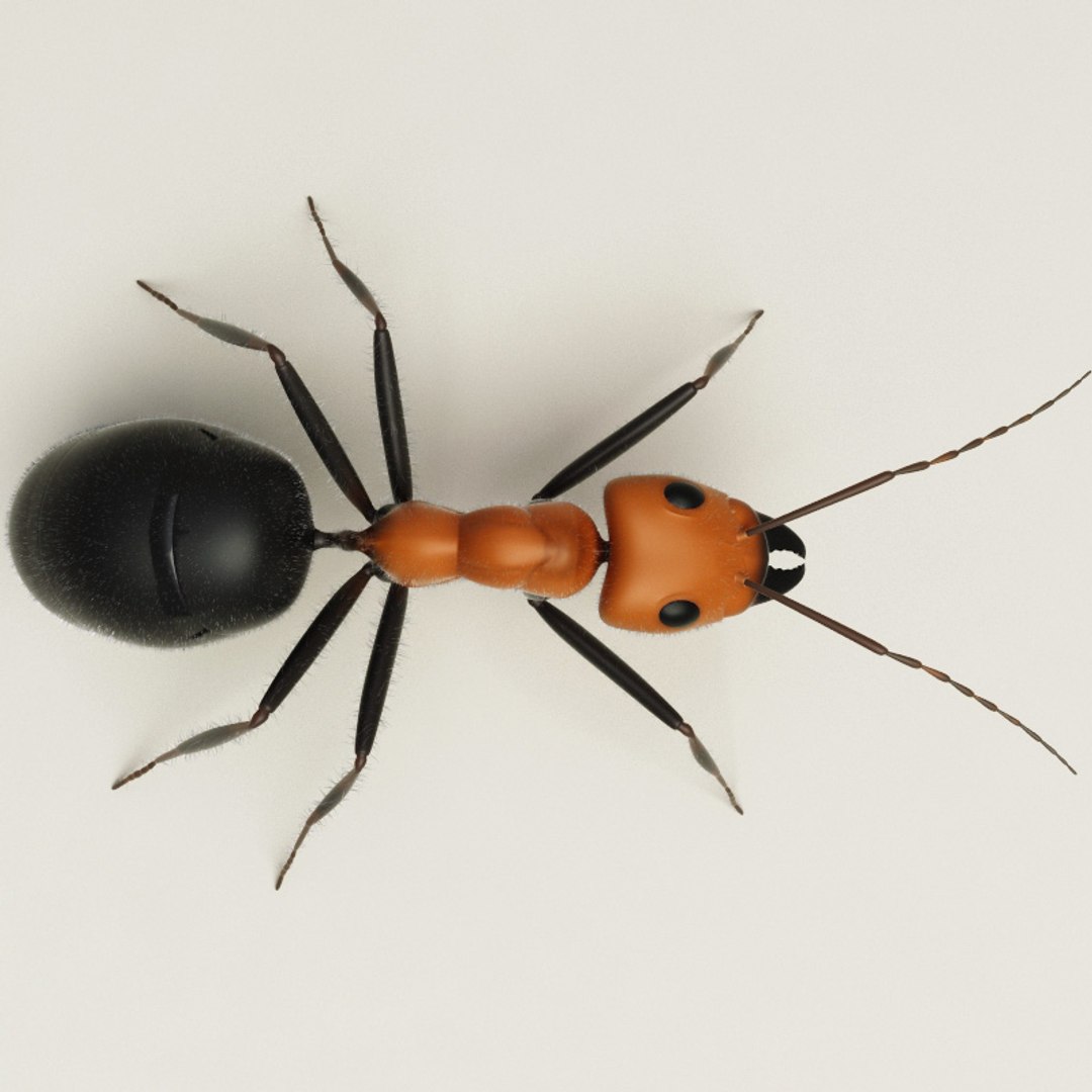 max insects set earthworm