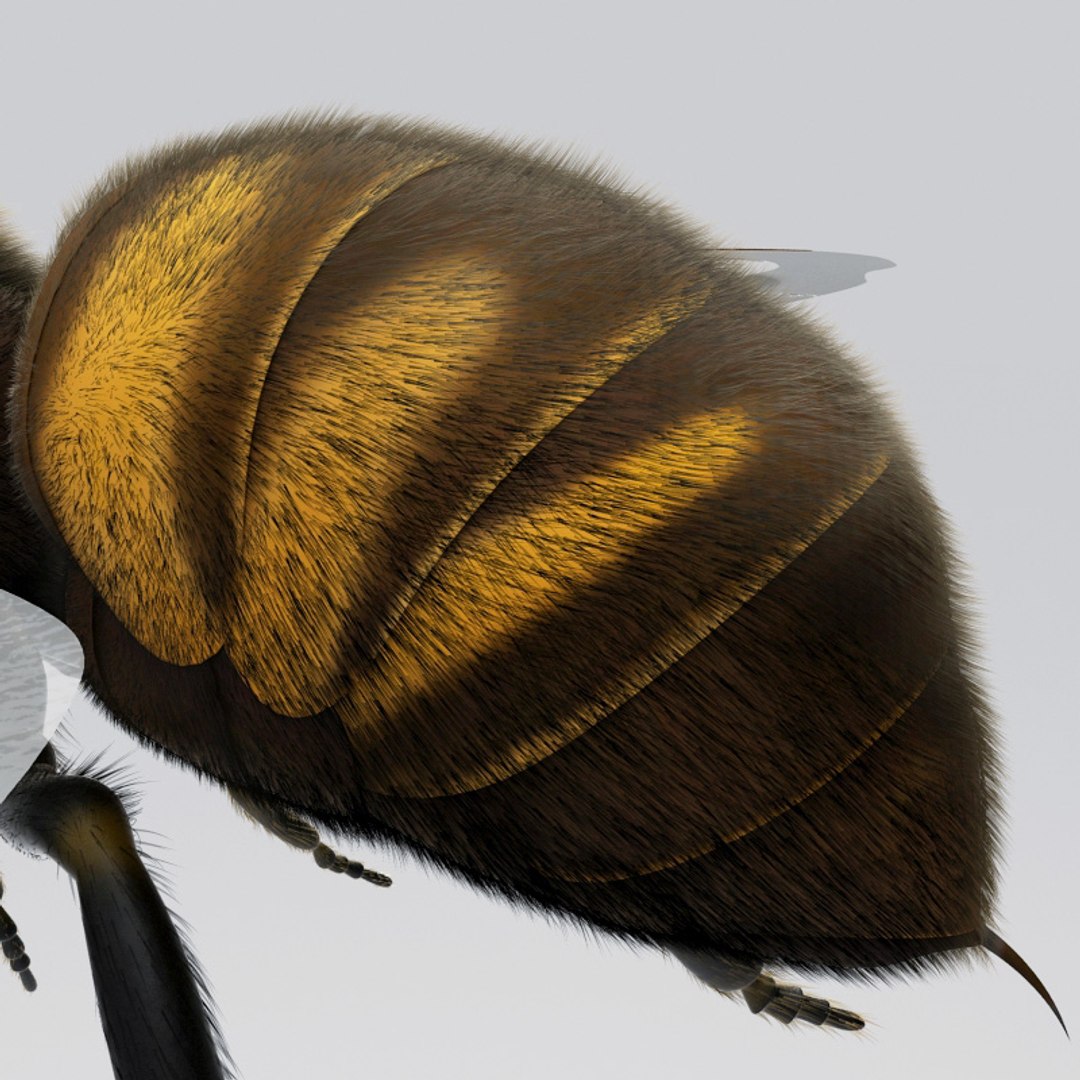 max insects set earthworm